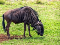 Lion & Safari Park